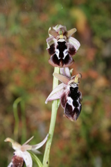 Ophrys reinholdii reinholdii