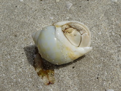 Coenobita scaevola
