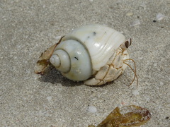 Coenobita scaevola