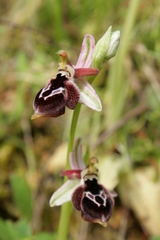 Ophrys reinholdii reinholdii