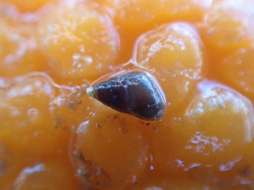 Eatoniella olivacea, 2020-11-14