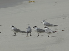 Gelochelidon nilotica