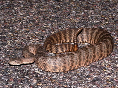 Crotalus tigris