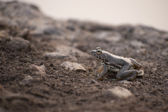 Euphlyctis cyanophlyctis