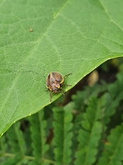 Epilachna clandestina