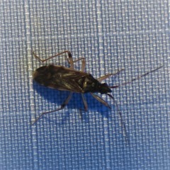 Ozophora salsaverdeae