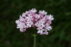 Valeriana italica