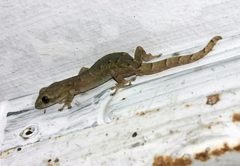 Hemiphyllodactylus chiangmaiensis