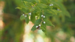 Lithospermum officinale