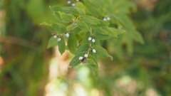 Lithospermum officinale