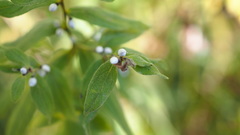 Lithospermum officinale