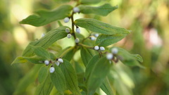 Lithospermum officinale