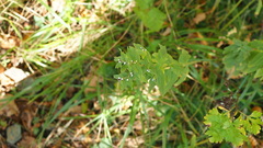 Lithospermum officinale