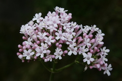 Valeriana italica