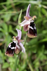 Ophrys reinholdii reinholdii