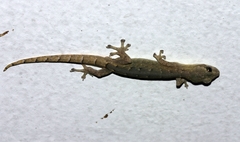Hemiphyllodactylus chiangmaiensis