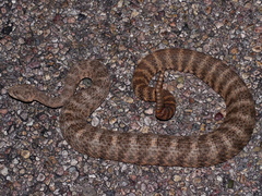 Crotalus tigris