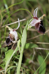 Ophrys reinholdii reinholdii