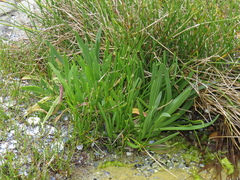 Plantago carnosa