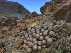 Copiapoa cinerascens