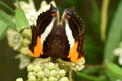 Doxocopa laure laure