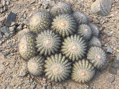 Copiapoa cinerascens