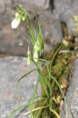 Gagea graeca