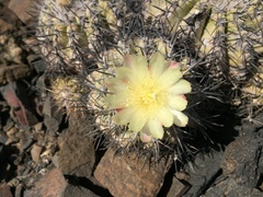 Copiapoa cinerascens
