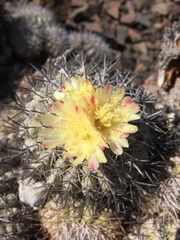 Copiapoa cinerascens