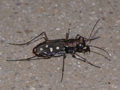 Cicindela sedecimpunctata