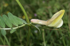 Vicia hybrida