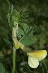Vicia hybrida