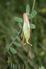 Vicia hybrida