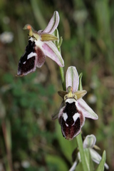 Ophrys reinholdii reinholdii