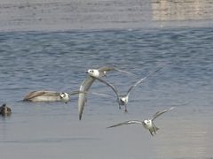 Chlidonias leucopterus