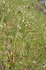 Ophrys reinholdii reinholdii