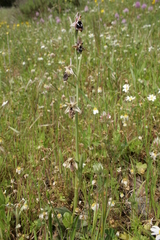 Ophrys reinholdii reinholdii