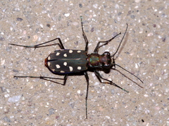 Cicindela sedecimpunctata