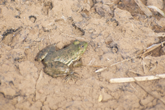 Euphlyctis cyanophlyctis