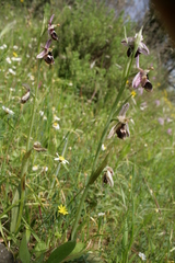 Ophrys reinholdii reinholdii