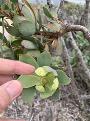 Leucadendron discolor