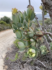 Leucadendron discolor