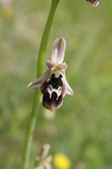 Ophrys reinholdii reinholdii