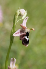 Ophrys reinholdii reinholdii