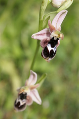 Ophrys reinholdii reinholdii
