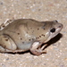 Mazatlan Narrow-mouthed Toad - Photo (c) Matt Muir, some rights reserved (CC BY), uploaded by Matt Muir