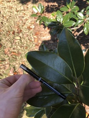 Magnolia grandiflora