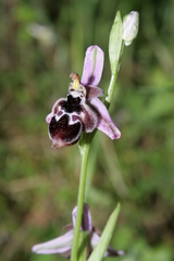 Ophrys reinholdii reinholdii