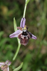 Ophrys reinholdii reinholdii