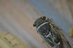 Diceroprocta cinctifera